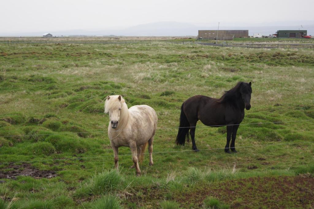 Guesthouse Nordheimar Selfoss Exterior foto